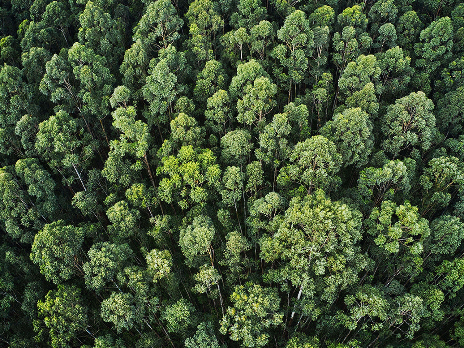 fsc certification thumbnail